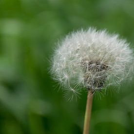 Een paardenbloem, in zijn transformatie. von Dana de Boer