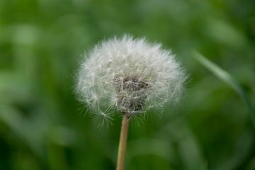 Een paardenbloem, in zijn transformatie. von Dana de Boer