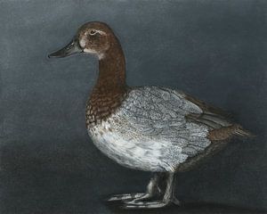 Tafelente,  Aythya ferina