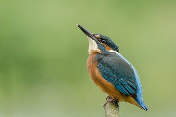Juvenile Common Kingfisher by Martin Bredewold