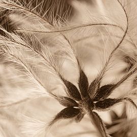 Minimalist close-up by Marjolijn van den Berg