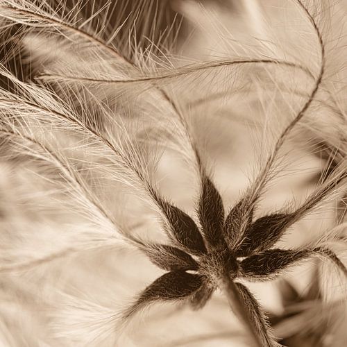 Minimalistische close-up van Marjolijn van den Berg