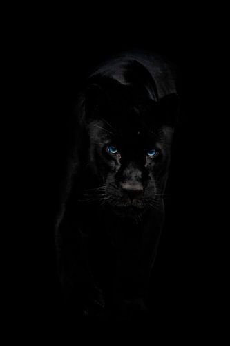 Schwarzer Jaguar auf dem Vormarsch