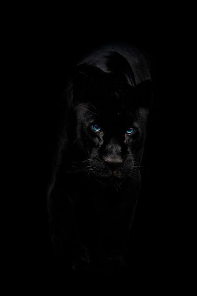 Black Jaguar on the move by Design Wall Arts