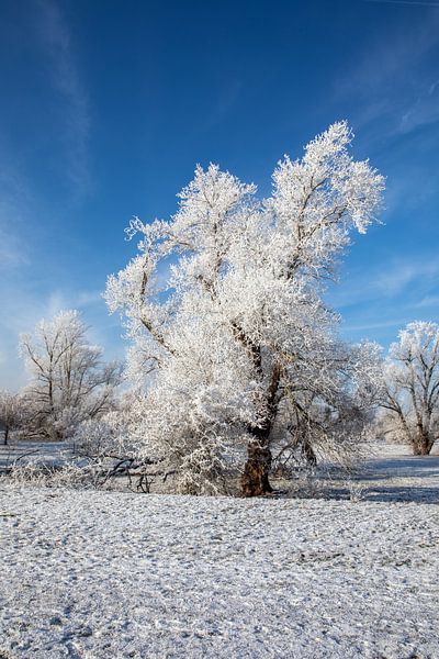 Winterlandschap van t.ART