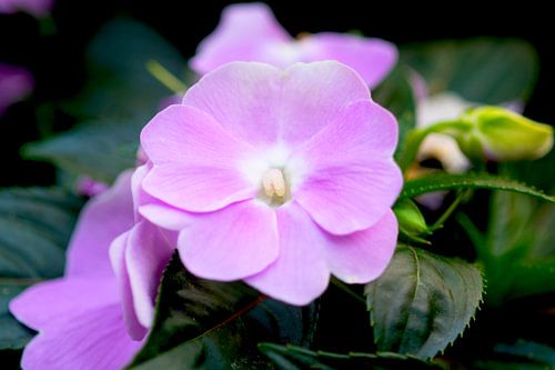 Violet-white New Guinea impatiens