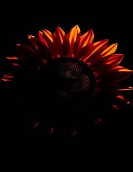 "Ember Sun XV"