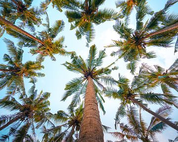 Palmbomen op Bali horizontale foto in kleur van Thea.Photo