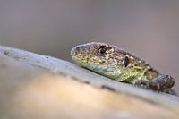 Lézard des sables