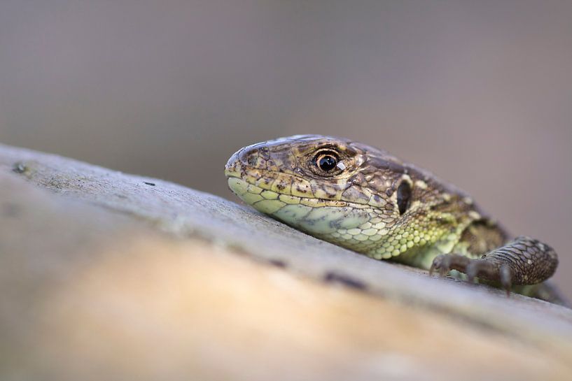 Sand lizard by Kars Klein Wolterink