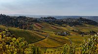 Stuttgarter Herbst in den Weinbergen