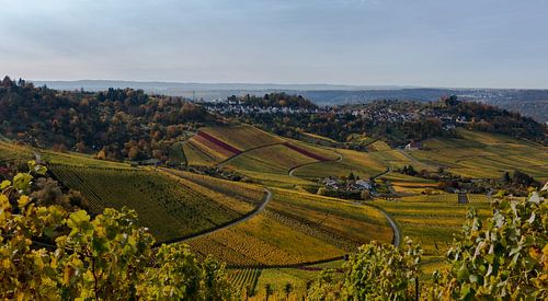 Stuttgarter Herbst in den Weinbergen