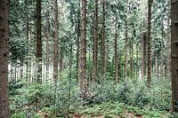 Im Wald..