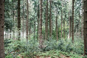 In het bos.. van Miranda van Hulst