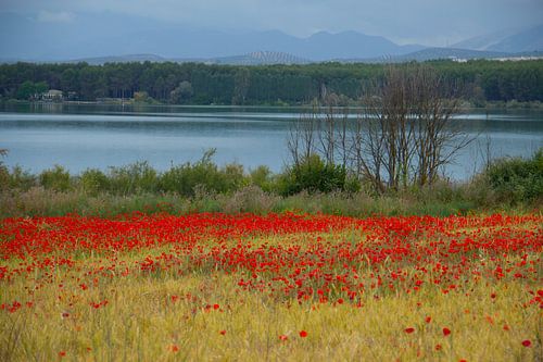 Poppies Lake