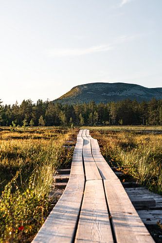Chemin vers Nipfjället | Soirée d'été à Idre, Dalarna Suède