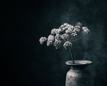 Getrockneter Bärenklau in rustikaler Vase. Ausgeführt in Schwarz und Weiß mit einem Hauch von Blau. von Henk Van Nunen Fotografie