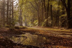 Reflectie in het Speulderbos van Jos Erkamp