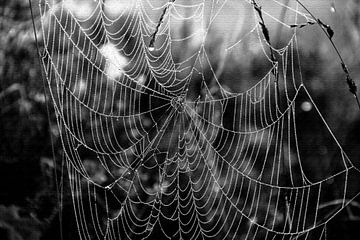 spinnenweb van Teun Huisman