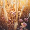 Sonne