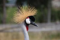 Zuid-Afrikaanse kroonkraanvogel