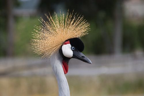 Südafrikanischer Kronenkranich