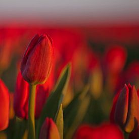 Tulpenfeld mit roten Tulpen von Michel Lumiere