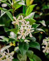Toskanischer Jasmin