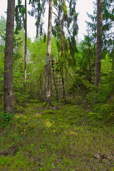 Mystischer Wald