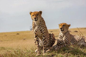 2 cheetah broers van Peter Michel