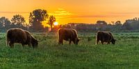 Schotse Hooglanders in de avondzon van Jan Poppe thumbnail