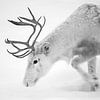 Close up of a reindeer in Finland by Menno Boermans