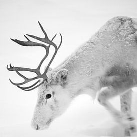 Close up of a reindeer in Finland