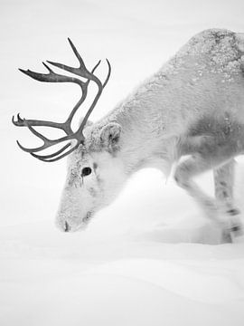 Close up of a reindeer in Finland by Menno Boermans