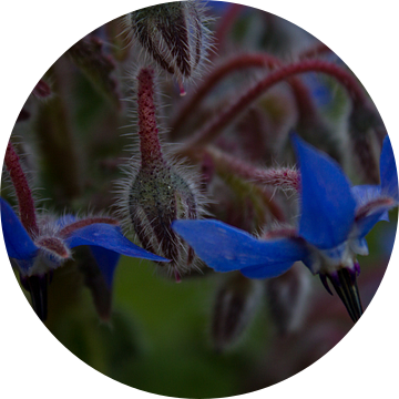 Borage
