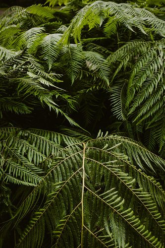 Weelderige groene varens in Koishikawa Botanical Garden in Tokyo | Groene natuurfotografie Japan