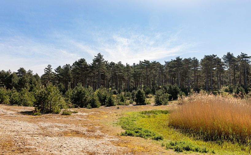 Conifers in the Kop van Schouwen by Percy's fotografie