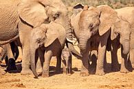Elephant with baby by Nicole Jagerman thumbnail