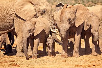 Elephant with baby by Nicole Jagerman