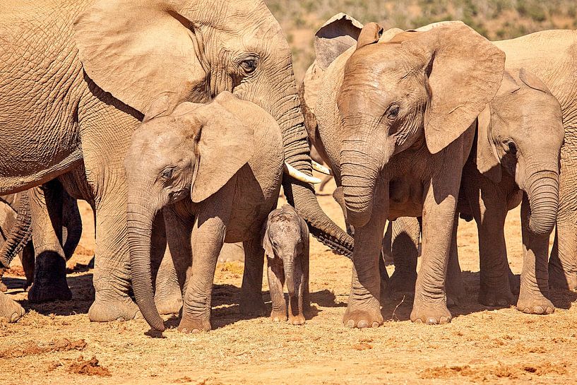 Elephant with baby by Nicole Jagerman