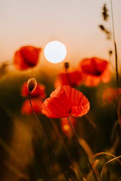 Sunset Glow - glowing poppies in the evening light by Jacqueline Anders