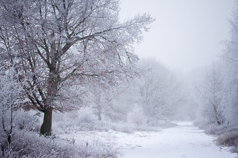 Route forestière d'hiver par Karijn | Fine art Natuur en Reis Fotografie