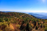 Nach Orkan Lothar hilft sich am Mooskopf die Natur selbst