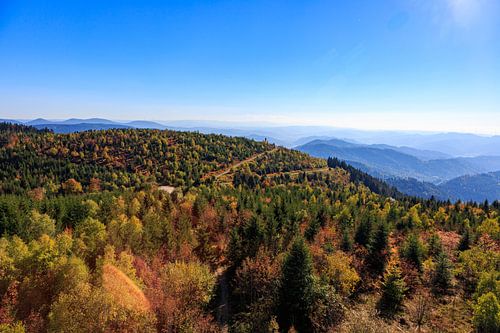 De natuur helpt zichzelf op de Mooskopf na orkaan Lothar