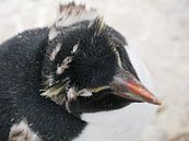 Molting rockhopper pinguïn at the falklands by Remco van Kampen thumbnail