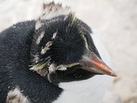 Rockhopper pinguin