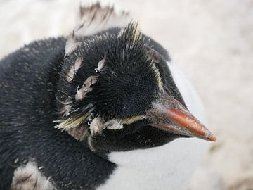 Molting rockhopper pinguïn at the falklands sur Remco van Kampen