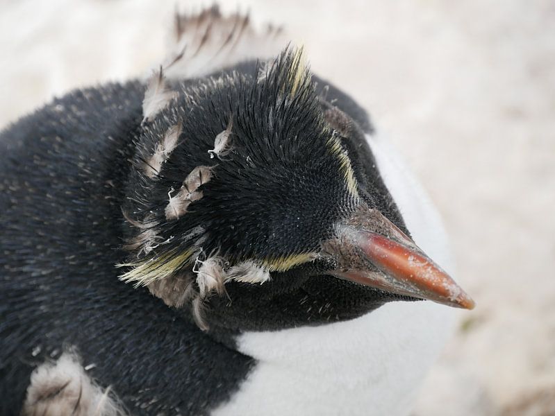 Molting rockhopper pinguïn at the falklands by Remco van Kampen