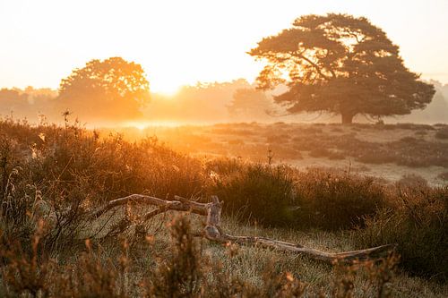 Westruper Heide, Haltern am See, North Rhine-Westphalia, Germany by Alexander Ludwig