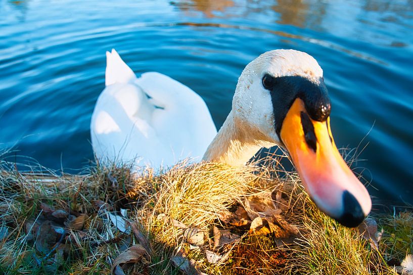 Cygne blanc, cygne tuberculé, sur l'eau. par Martin Köbsch